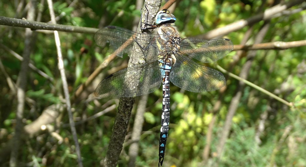 Żagnica jesienna (Aeshna mixta)