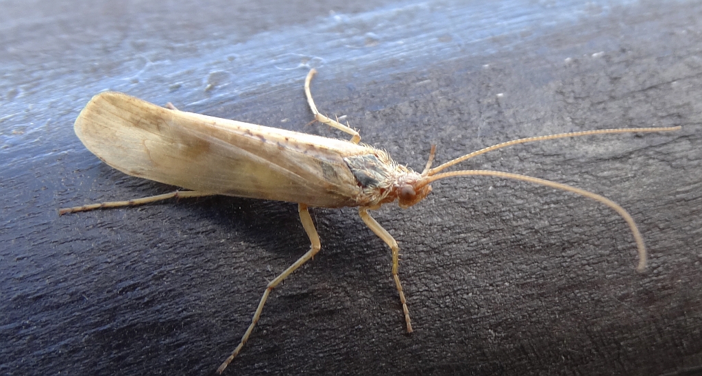 Bagiennik żółtorogi  (Limnephilus flavicornis)