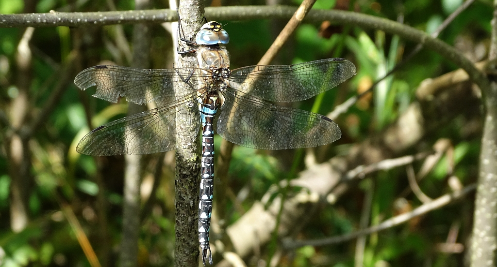 Żagnica jesienna (Aeshna mixta)