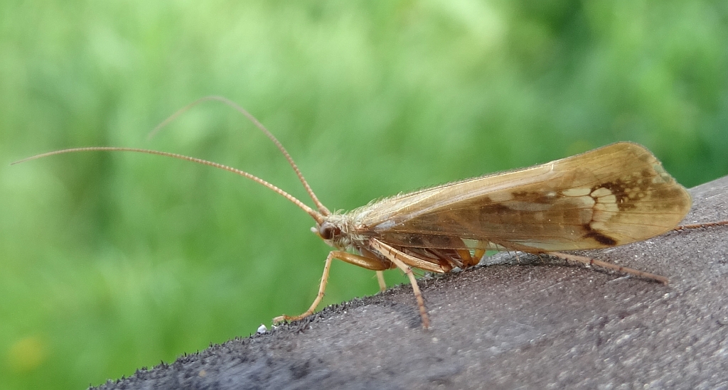 Bagiennik żółtorogi  (Limnephilus flavicornis)