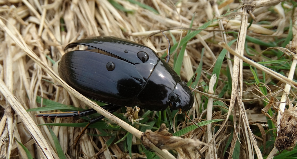 Kałużnica czarnozielona (Hydrophilus piceus)