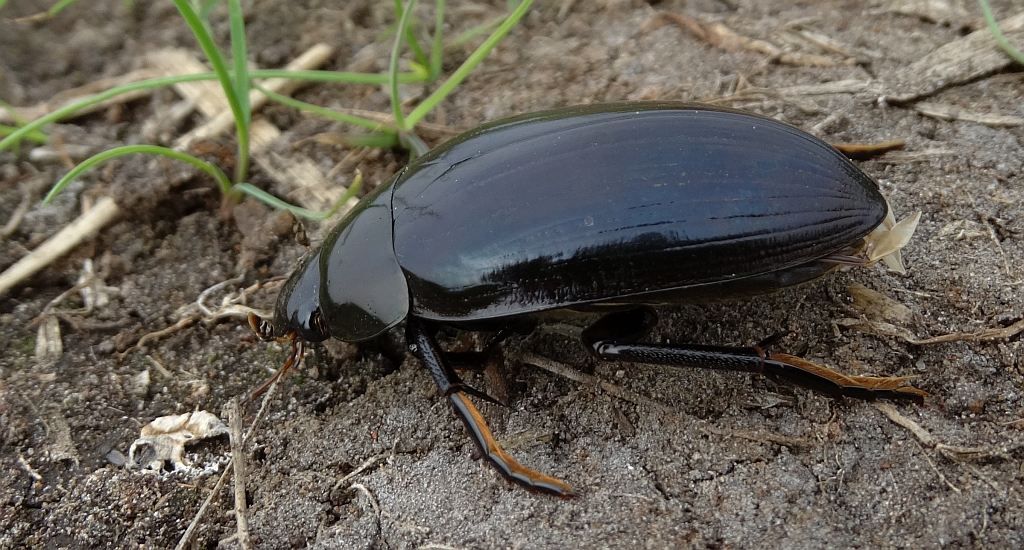 Kałużnica czarnozielona (Hydrophilus piceus)