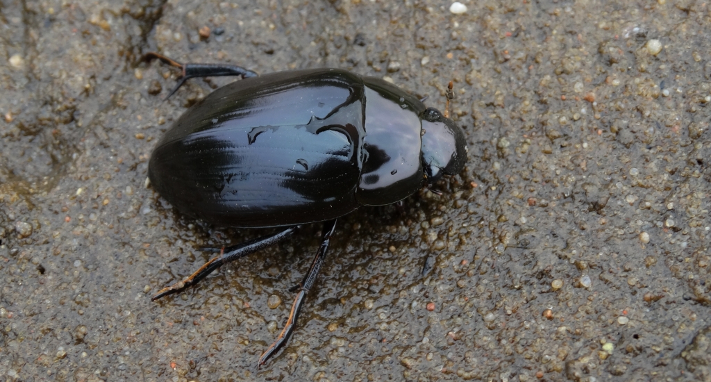 Kałużnica czarnozielona (Hydrophilus piceus)