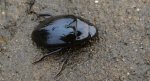 Kałużnica czarnozielona (Hydrophilus piceus)