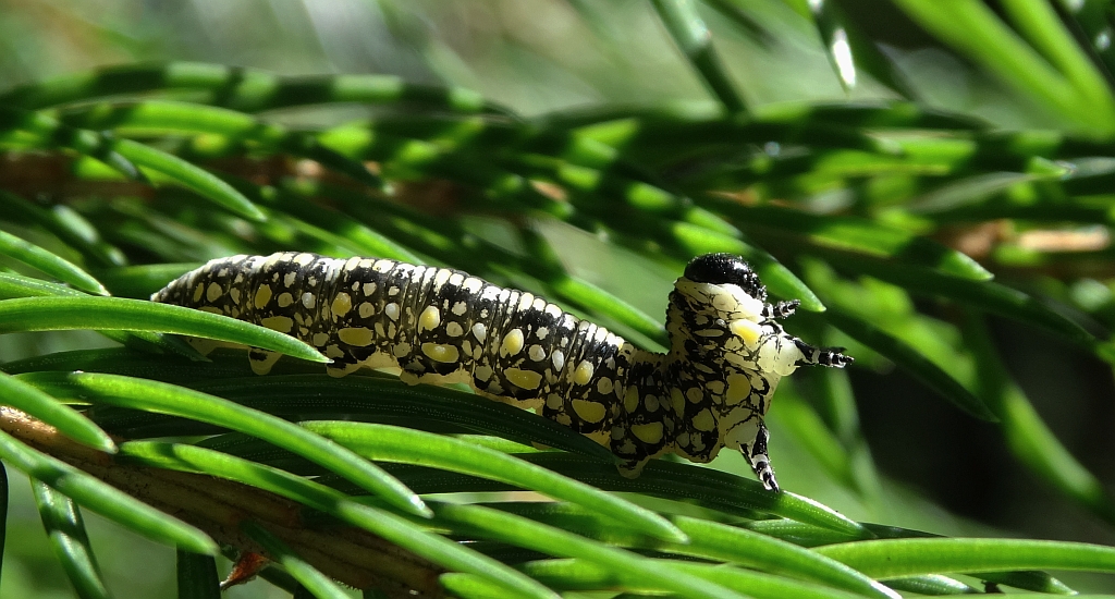Borecznik podobny (Iintroduced pine sawfly)