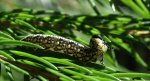Borecznik podobny (Iintroduced pine sawfly)