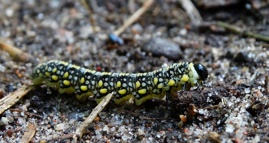 Borecznik podobny (Iintroduced pine sawfly)