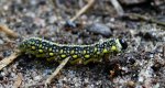 Borecznik podobny (Iintroduced pine sawfly)