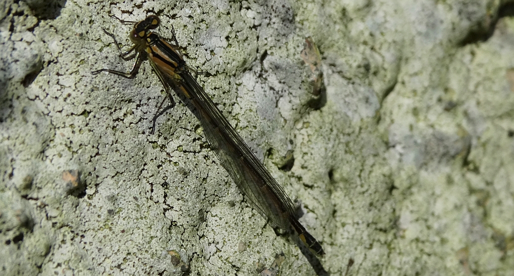 Nimfa stawowa (Enallagma cyathigerum)