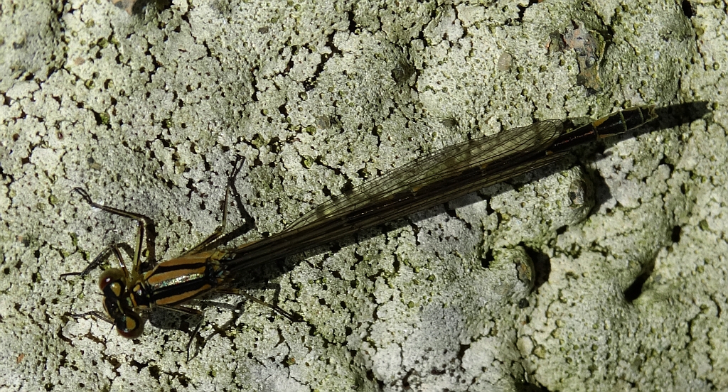 Nimfa stawowa (Enallagma cyathigerum)