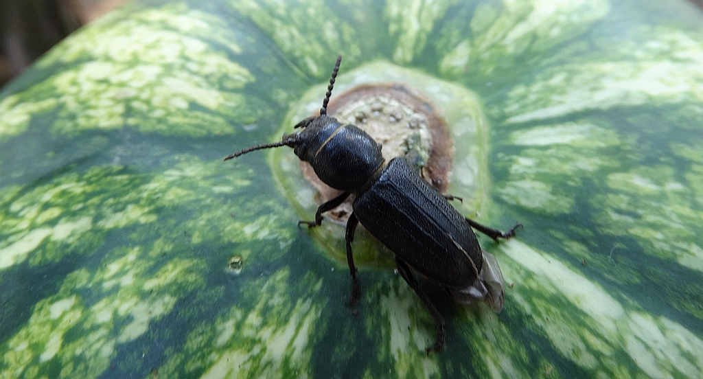 Kłopotek czarny (Spondylis buprestoides)