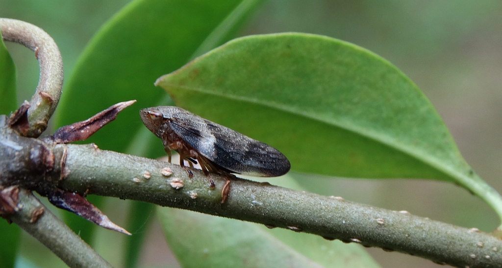 Pienik ślinianka (Philaenus spumarius)