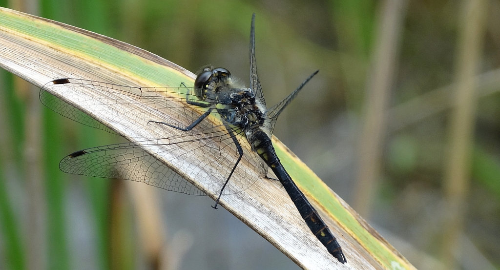Szablak czarny, szablak szkocki (Sympetrum danae)