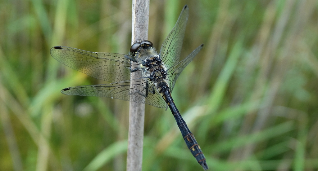 Szablak czarny, szablak szkocki (Sympetrum danae)