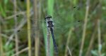 Szablak czarny, szablak szkocki (Sympetrum danae)