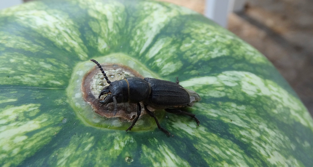 Kłopotek czarny (Spondylis buprestoides)