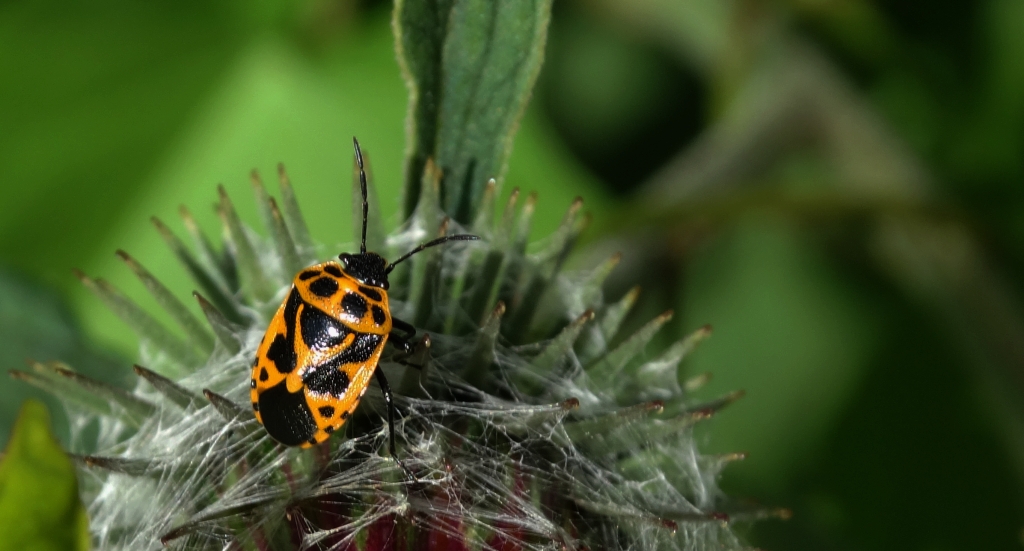 Warzywnica ozdobna (Eurydema ornatum syn. Eurydema ornata)