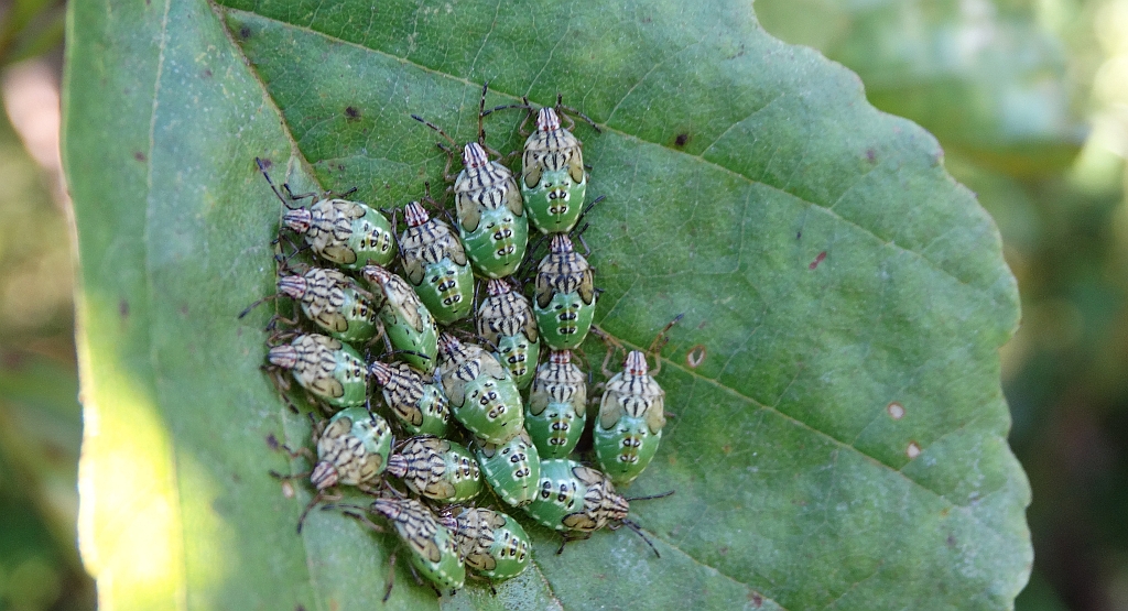 Knieżyca szara  (Elasmucha grisea)