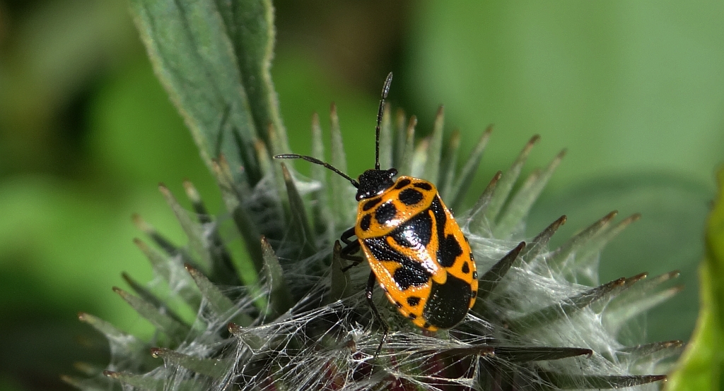 Warzywnica ozdobna (Eurydema ornatum syn. Eurydema ornata)