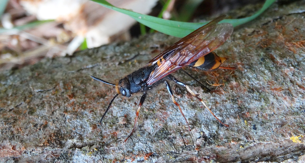 Żaługa żółtoskrzydła (Tremex fuscicornis)