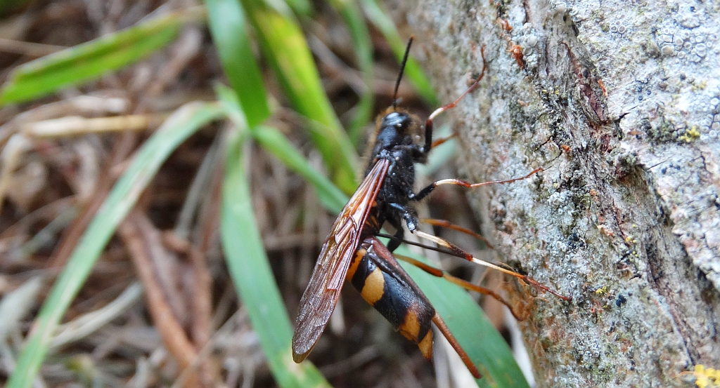 Żaługa żółtoskrzydła (Tremex fuscicornis)