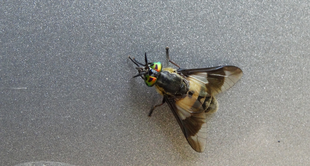 Ślepak pospolity (Chrysops caecutiens)