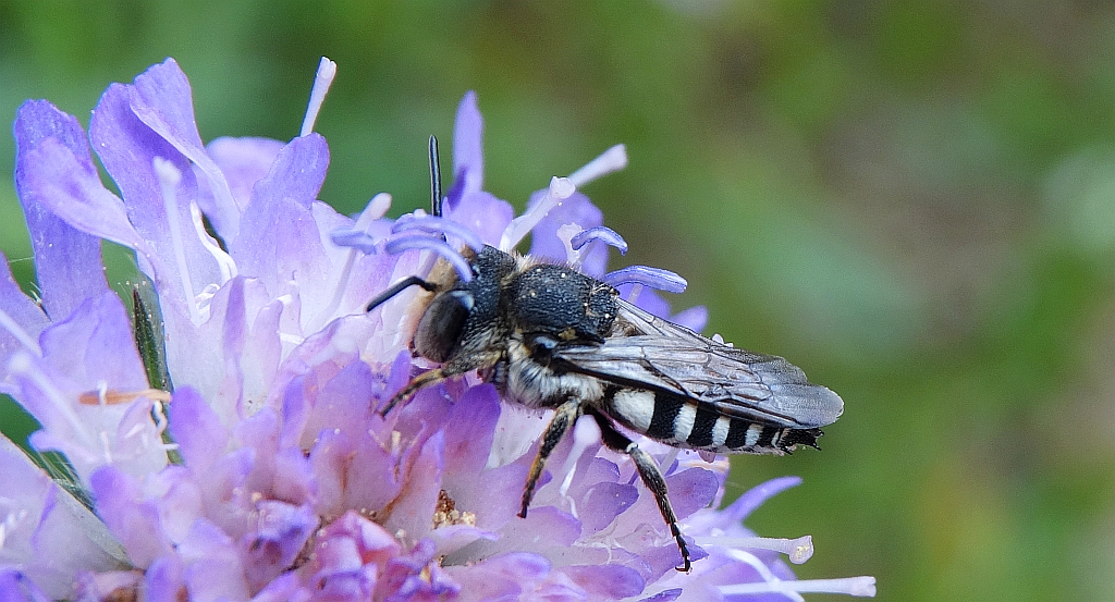 Ścieska smółkarka (Coelioxys quadridentata)