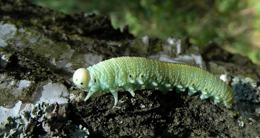 Bryzgun brzozowiec (Cimbex femorata)