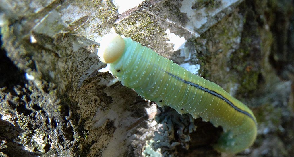 Bryzgun brzozowiec (Cimbex femorata)