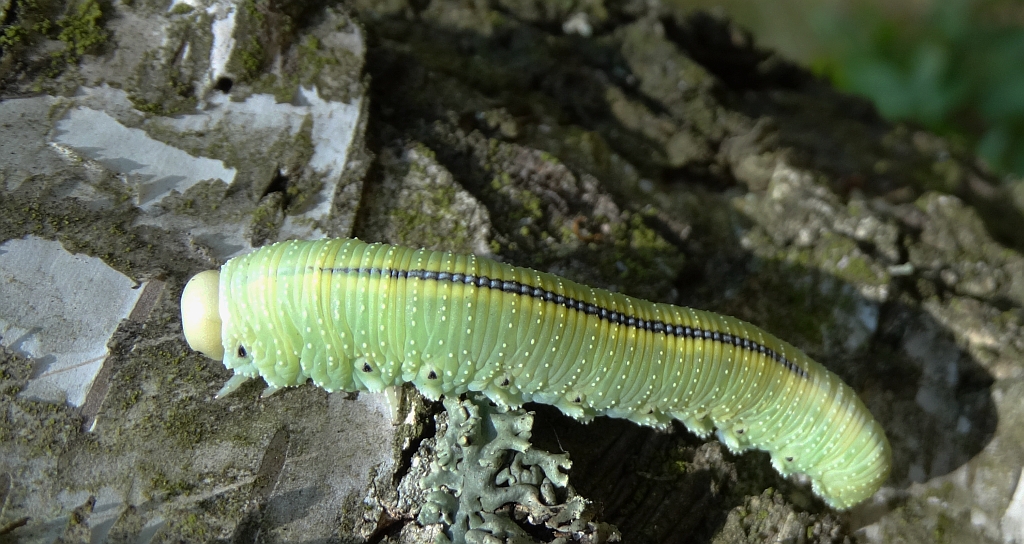 Bryzgun brzozowiec (Cimbex femorata)