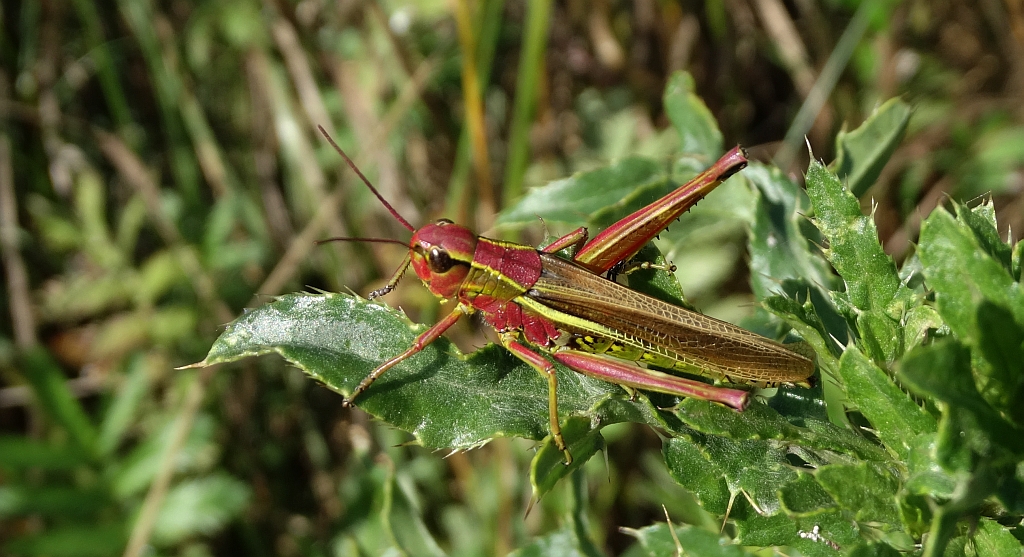 Napierśnik pospolity (Stethophyma grossum)