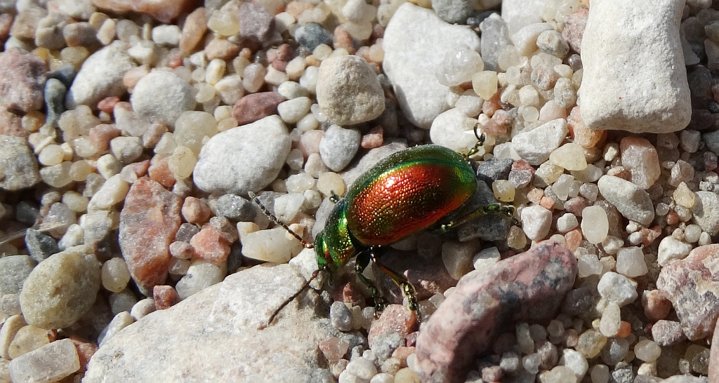 Chrysolina graminis