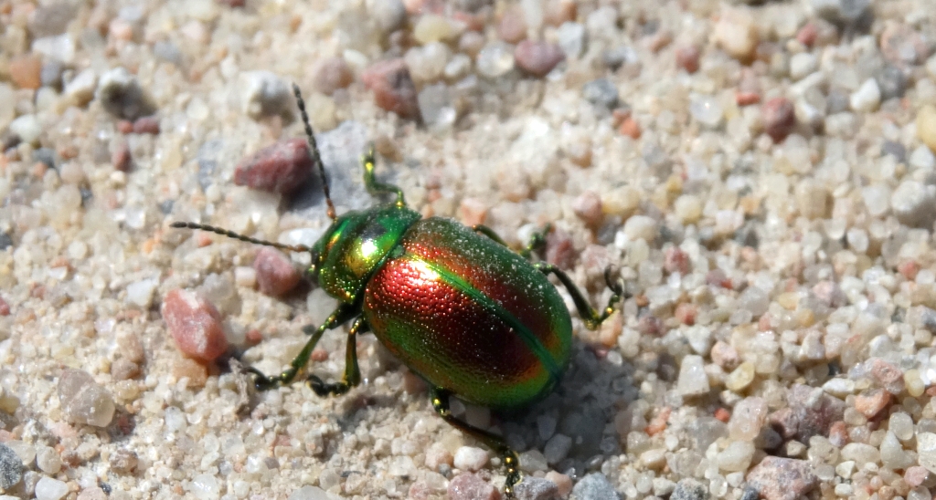 Chrysolina graminis