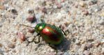 Chrysolina graminis