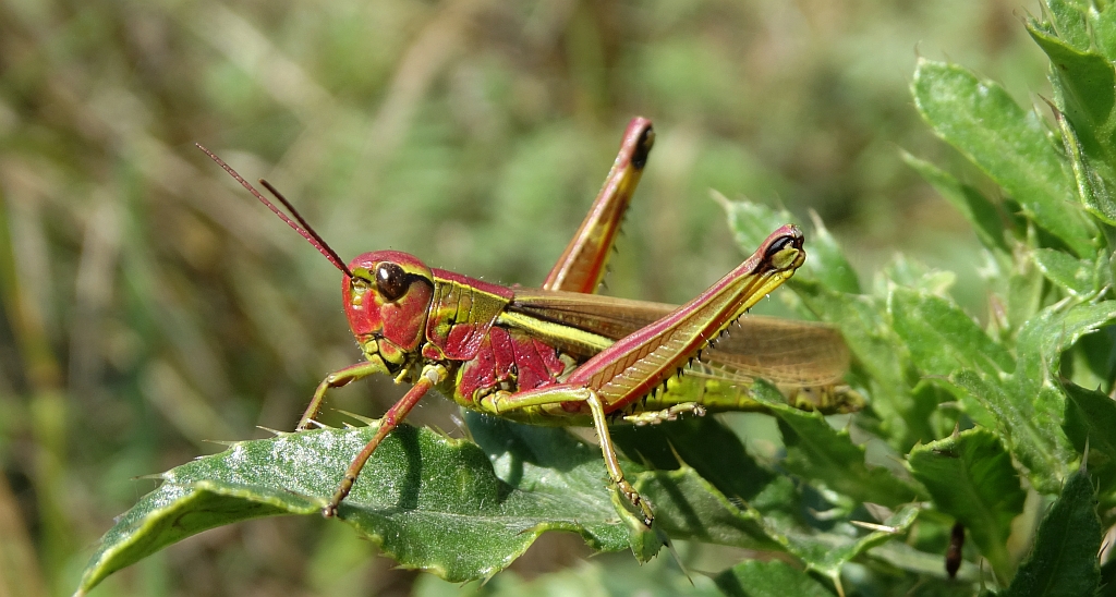 Napierśnik pospolity (Stethophyma grossum)