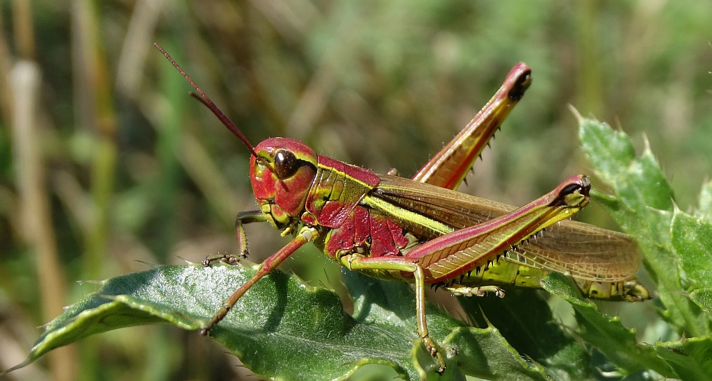 Napierśnik pospolity (Stethophyma grossum)