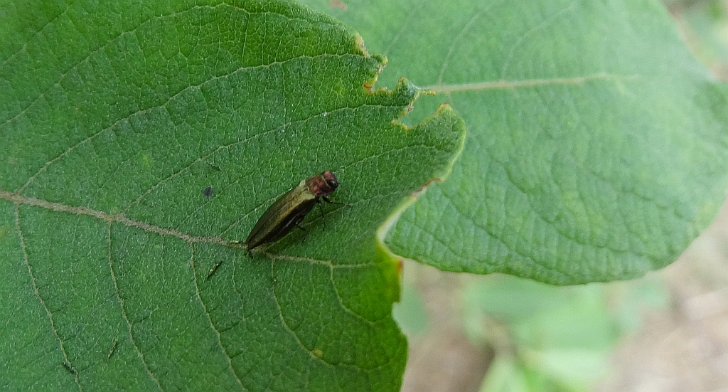 Opiętek zielony (Agrilus viridis)