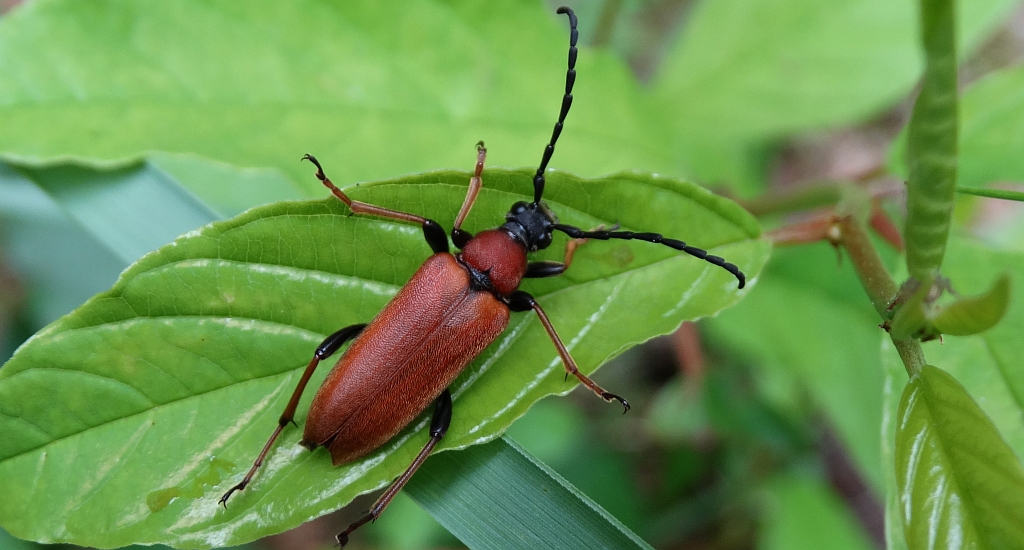 Zmorsznik czerwony (Stictoleptura rubra)