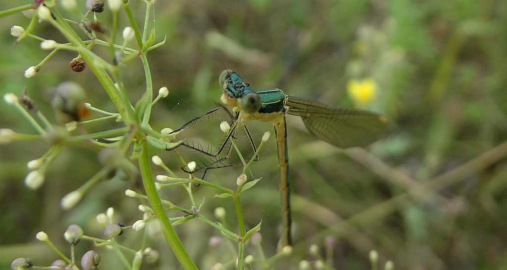 Pałątka zielona (Lestes viridis)