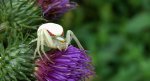 Kwietnik (Misumena vatia)