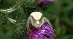 Kwietnik (Misumena vatia)