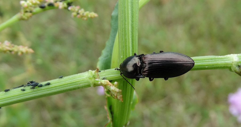 Zaciosek (Ctenicera sp.)