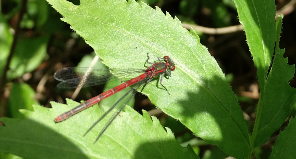 Łunica czerwona (Pyrrhosoma nymphula)