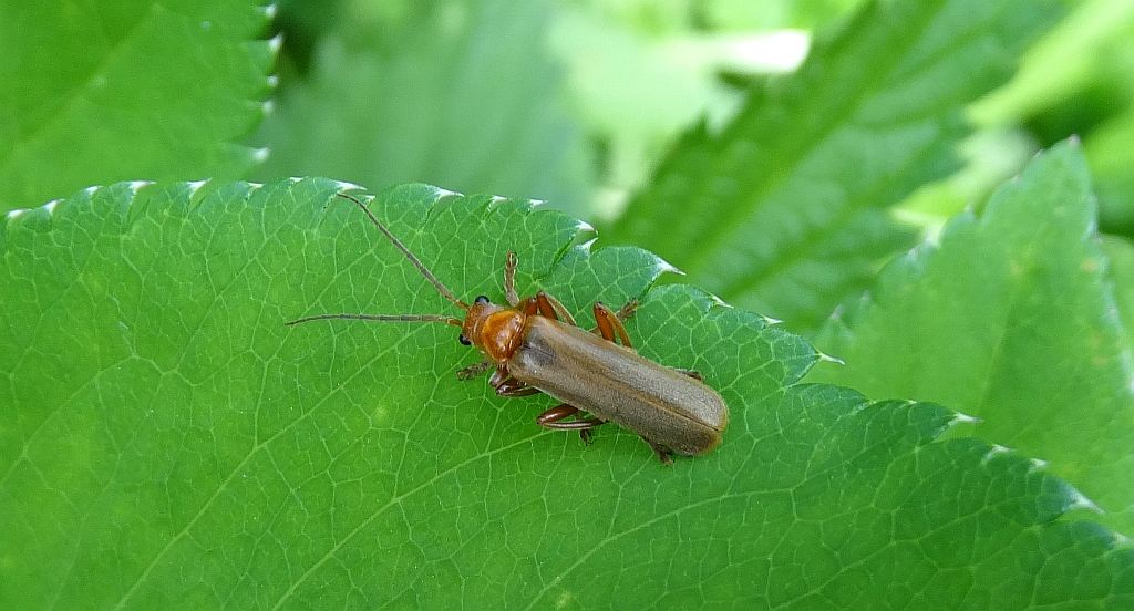 Zmięk żółty (Rhagonycha fulva)