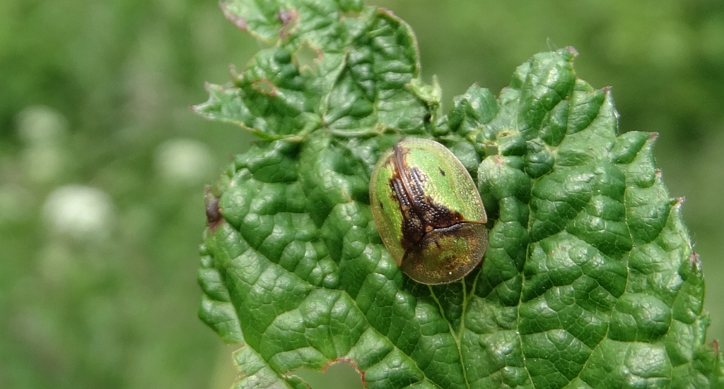 Tarczyk łopianowy (Cassida vibex)
