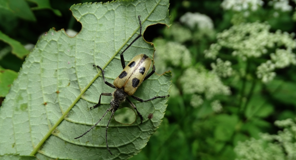 Kwiatomir czteroplamy (Pachyta quadrimaculatus)