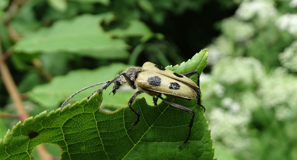 Kwiatomir czteroplamy (Pachyta quadrimaculatus)