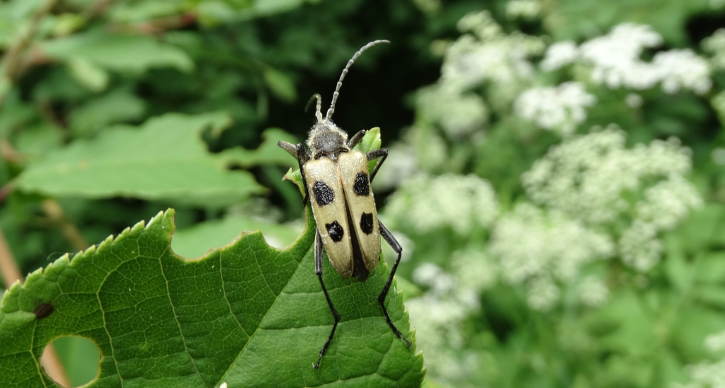 Kwiatomir czteroplamy (Pachyta quadrimaculatus)