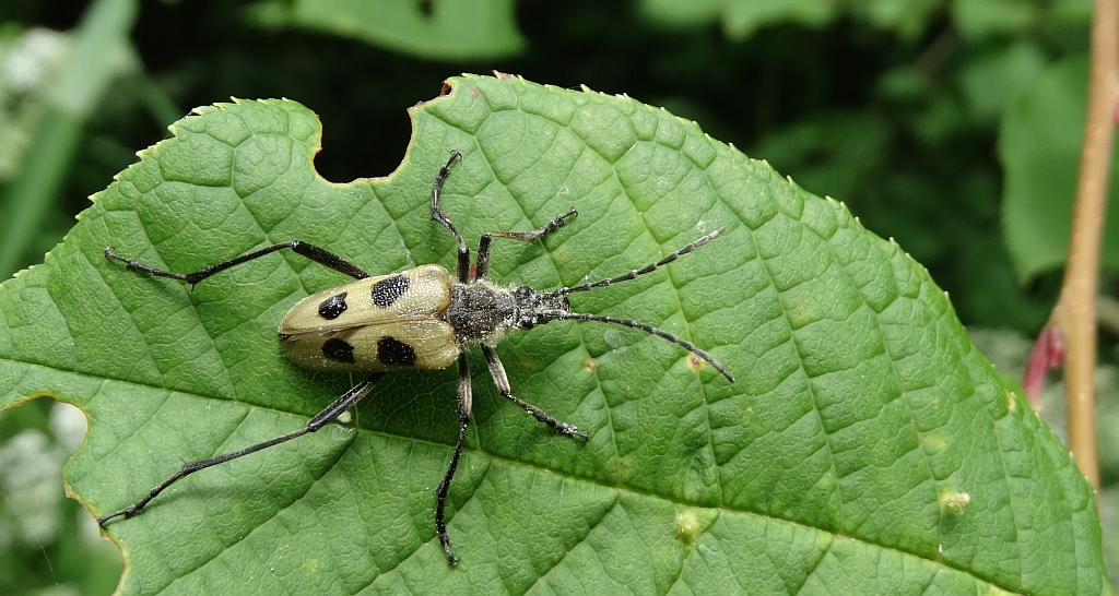 Kwiatomir czteroplamy (Pachyta quadrimaculatus)