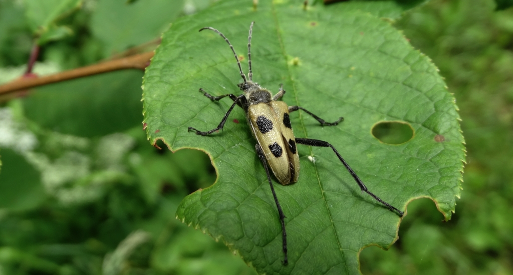 Kwiatomir czteroplamy (Pachyta quadrimaculatus)